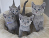 Photo №1. russian blue - for sale in the city of Anderlecht | 402$ | Announcement № 97046