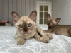 Photo №4. I will sell burmese cat in the city of Stockholm. from nursery - price - 1057$