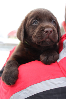 Photo №2 to announcement № 4011 for the sale of labrador retriever - buy in Russian Federation breeder
