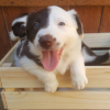 Photo №4. I will sell border collie in the city of St. Petersburg.  - price - 317$