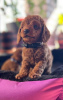 Additional photos: Miniature poodle puppies