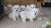 Photo №1. maltese dog - for sale in the city of Munich | negotiated | Announcement № 42511