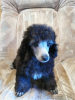 Photo №2 to announcement № 43590 for the sale of poodle (toy) - buy in Estonia private announcement