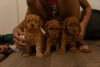 Photo №2 to announcement № 111086 for the sale of poodle (toy) - buy in Serbia private announcement