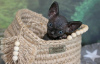Additional photos: Bambino and dwelf kittens
