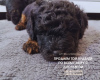 Photo №1. poodle (toy) - for sale in the city of Гамбург | 2325$ | Announcement № 54820