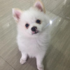Photo №1. german spitz - for sale in the city of Budapest | 254$ | Announcement № 78817