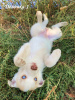 Photo №1. siberian husky - for sale in the city of Зерноград | 194$ | Announcement № 7799