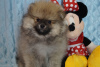 Photo №2 to announcement № 42300 for the sale of pomeranian - buy in Russian Federation breeder