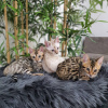 Photo №1. bengal cat - for sale in the city of Sofia | 423$ | Announcement № 107643
