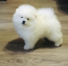Photo №1. pomeranian - for sale in the city of Yaroslavl | 679$ | Announcement № 8326