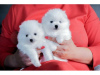 Photo №1. pomeranian - for sale in the city of Berlin | Is free | Announcement № 126994