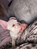 Photo №3. French bulldog puppies for free Adoption. Germany