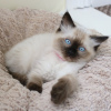 Photo №1. ragdoll - for sale in the city of Lüdenscheid | 449$ | Announcement № 96933