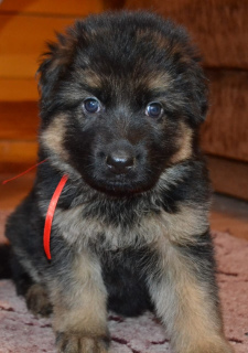 Additional photos: German Shepherd. D / n. German shepherd. L / W Puppies