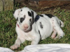 Photo №1. great dane - for sale in the city of Brno | Is free | Announcement № 124146