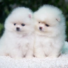 Photo №4. I will sell pomeranian in the city of Essen. private announcement - price - 280$