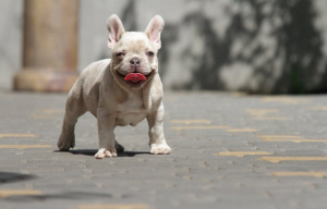 Photo №1. french bulldog - for sale in the city of New York | 5000$ | Announcement № 6973