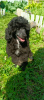 Photo №1. poodle (dwarf) - for sale in the city of St. Petersburg | 651$ | Announcement № 110368