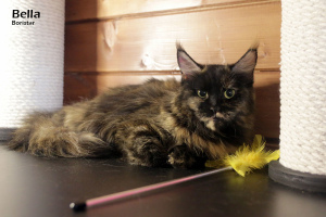 Additional photos: Maine Coon girl tortie marble color