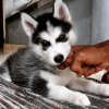 Photo №1. siberian husky - for sale in the city of Zagreb | negotiated | Announcement № 112272