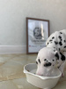 Photo №2 to announcement № 28302 for the sale of dalmatian dog - buy in United Kingdom from nursery, breeder