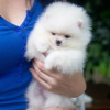 Photo №3. Pomeranian puppies. Germany