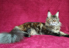 Photo №1. maine coon - for sale in the city of Barnaul | 528$ | Announcement № 43450