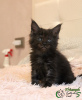 Photo №2 to announcement № 8713 for the sale of maine coon - buy in Russian Federation private announcement, from nursery, breeder