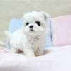 Photo №1. maltese dog - for sale in the city of Berlin | negotiated | Announcement № 115865