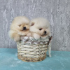 Photo №1. pomeranian - for sale in the city of Kassel | negotiated | Announcement № 34547