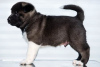 Photo №1. american akita - for sale in the city of Kraljevo | negotiated | Announcement № 119949