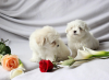 Photo №1. maltese dog - for sale in the city of Geneva | Is free | Announcement № 51149