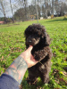 Photo №2 to announcement № 29282 for the sale of poodle (toy) - buy in Estonia from nursery