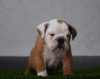 Photo №1. english bulldog - for sale in the city of Нови Сад | negotiated | Announcement № 90126