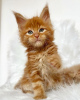 Photo №4. I will sell maine coon in the city of Colorado Springs. breeder - price - 300$