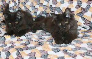 Photo №4. I will sell maine coon in the city of Pskov. from nursery - price - negotiated