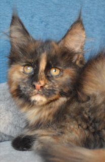 Photo №2 to announcement № 5009 for the sale of maine coon - buy in Russian Federation breeder