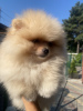 Photo №3. Pomeranian puppy. Ukraine