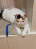 Photo №2 to announcement № 121775 for the sale of exotic shorthair - buy in Belarus from nursery