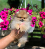 Photo №4. I will sell pomeranian in the city of Minsk. from nursery - price - 832$