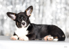 Photo №1. welsh corgi - for sale in the city of Zhytomyr | negotiated | Announcement № 36285