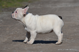 Photo №4. I will sell french bulldog in the city of Khmelnitsky. from nursery - price - 643$