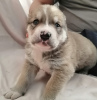 Additional photos: Central asian shepherd puppies