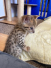 Additional photos: Caracal serval and F1 Savannah kittens available