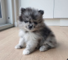 Photo №1. pomeranian - for sale in the city of Dubai | negotiated | Announcement № 36772