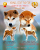 Photo №1. shiba inu - for sale in the city of St. Petersburg | 1351$ | Announcement № 9155