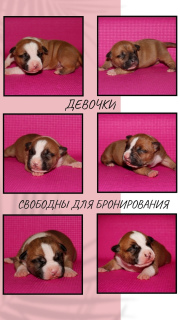 Additional photos: Sold wonderful breed girls American Staffordshire Terrier