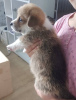 Photo №3. Adorable corgi puppy for sale!. Netherlands