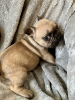 Additional photos: Adorable French Bulldog puppies